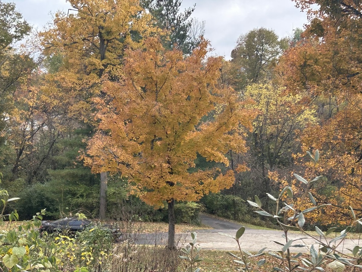SUGAR MAPLE IN FALL